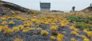 André-Guy Robert, L'île Verte en jaune et gris